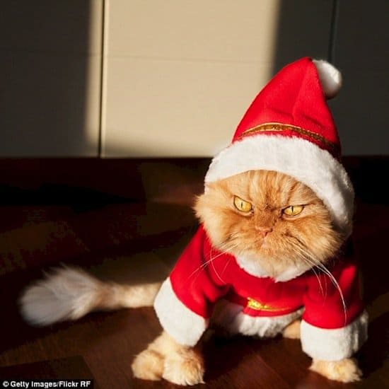 festive-cat-xmas