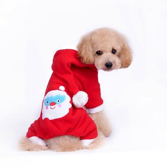 festive-dog