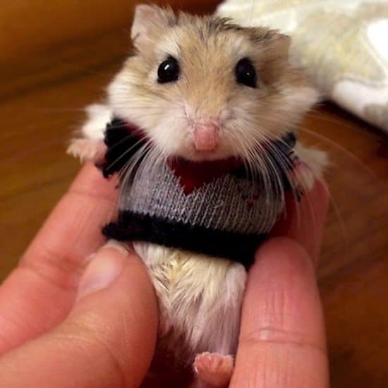 13 Super Cute Animals All Dressed Up For Christmas