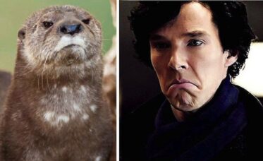 12 Images That Prove Benedict Cumberbatch Is Really Just An Otter In ...