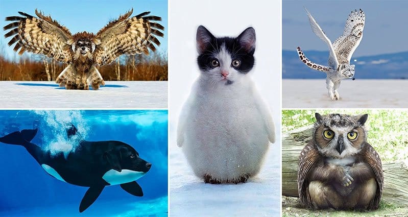 14 Weird And Wonderful Animal Hybrids - Part 1