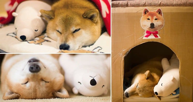 sleeping shiba inu plush