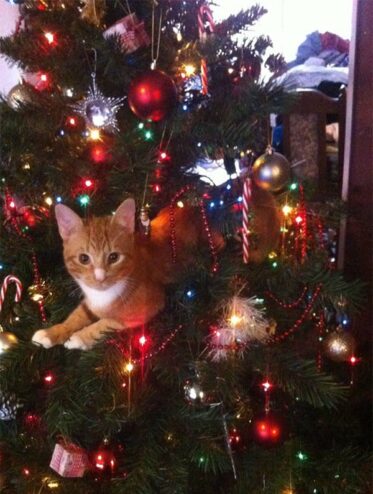 13 Cats 'Helping' To Decorate Christmas Trees - Part 2