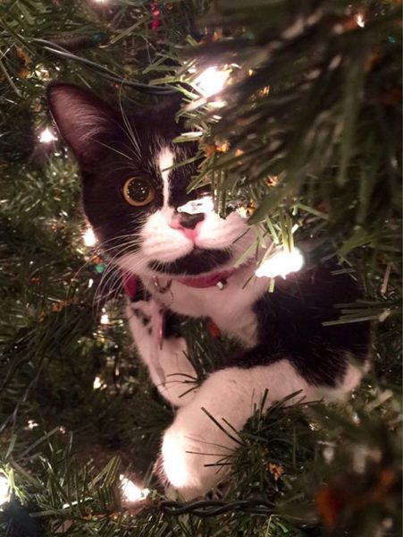 13 Cats 'Helping' To Decorate Christmas Trees - Part 2