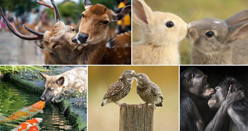 14 Images Of Super Cute Animals Sharing A Kiss That Will Melt Your Heart