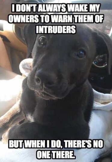 14 Hilarious And Adorable Dog Memes Guaranteed To Put You In A Good ...