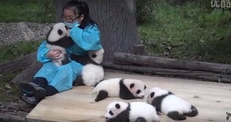 If You Love Pandas Then This Could Be The Perfect Job For You