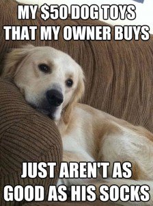 14 Hilarious And Adorable Dog Memes Guaranteed To Put You In A Good ...