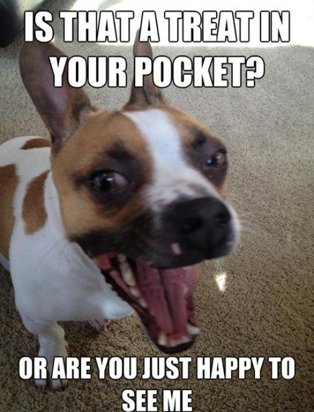 14 Hilarious And Adorable Dog Memes Guaranteed To Put You In A Good ...