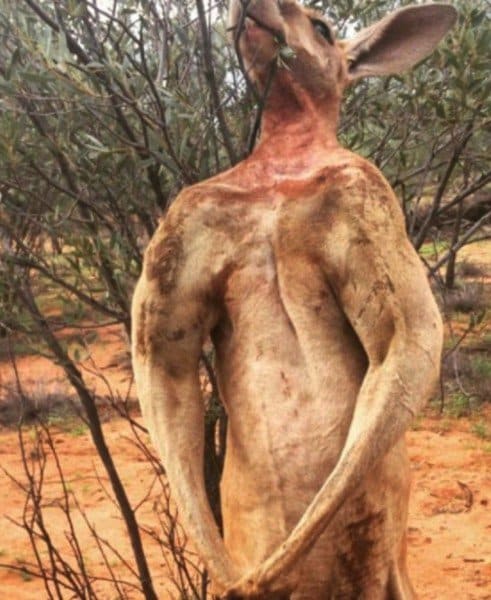 Meet Roger The Awesome Kangaroo That Looks Like A Body Builder
