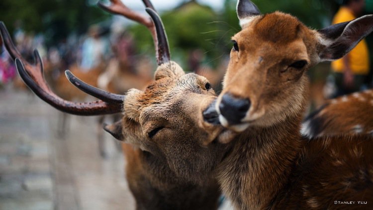Image result for animal kiss