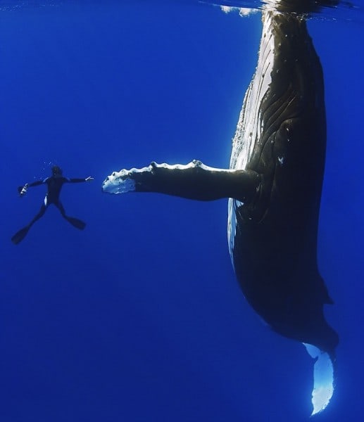 15 Magnificent Images Showing The Pure Beauty Of Whales