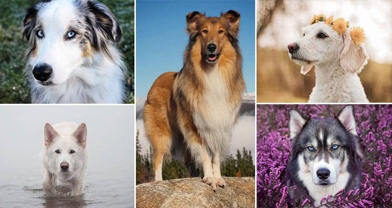 14 Dogs That Are Way More Handsome Than You Are