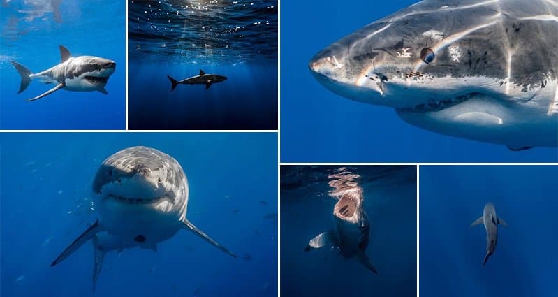 14 Incredible Real Images Of Great White Sharks