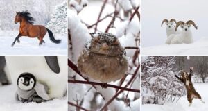 14 Images Of Snowy Animals In Winter That Will Delight You