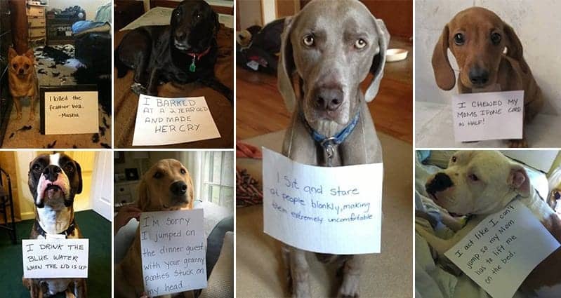 15 Hilarious Photos Of Guilty Pooches Who're Definitely In The Doghouse