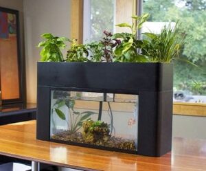 Self-Sustaining Aquarium & Garden