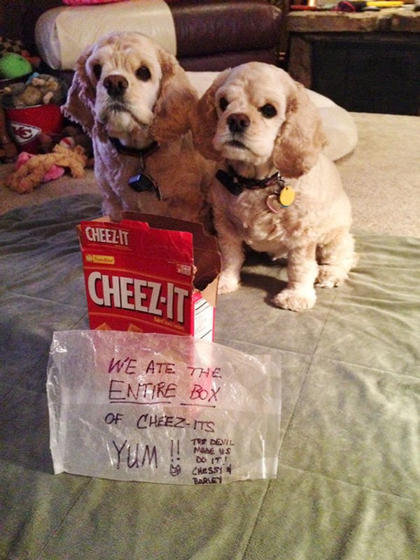 pet-partners-in-crime-cheez-its