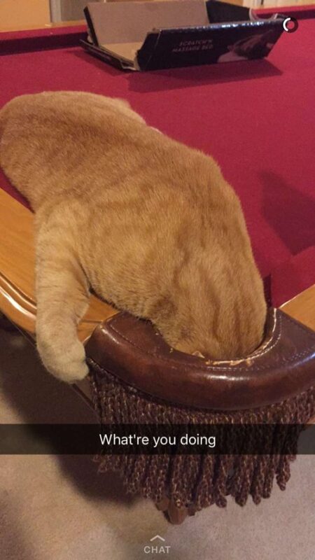 15 Funny Pictures Of Cats To Make Your Day Better