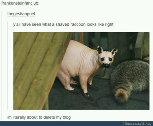 funny-animals-shaved