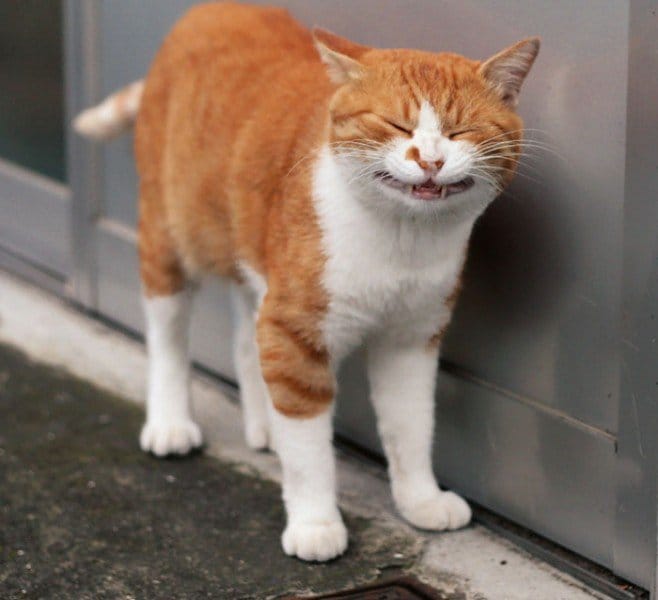 13 Stunning Photos Of Tokyo's Stray Cats