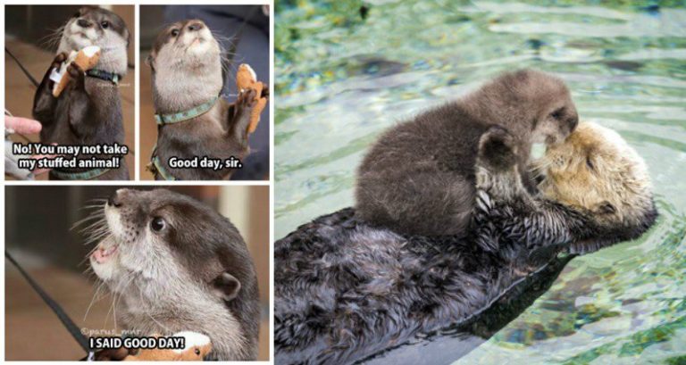 12 Photos Of Adorable Otters That Will Melt Your Heart