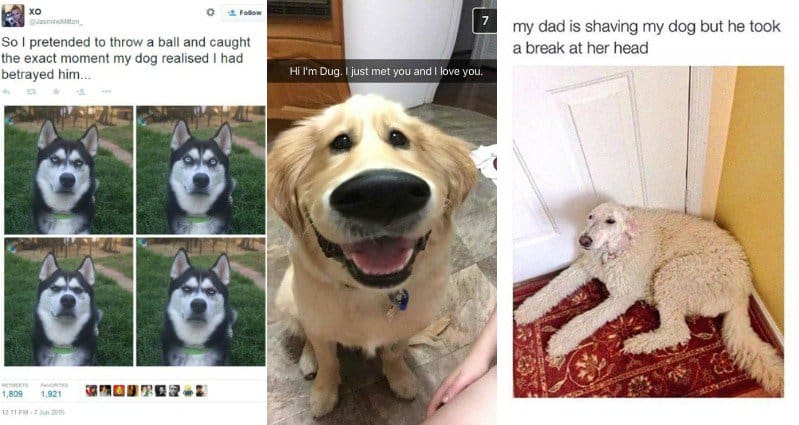 12 Hilarious Dog Photos That Will Put A Smile On Your Face