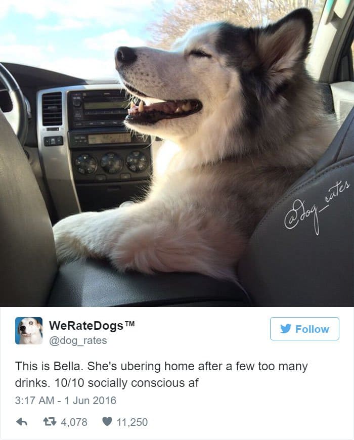 funny-dog-rating-uber