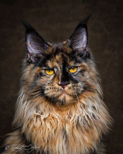 14 Incredible Portraits Of Maine Coon Cats You Need To See