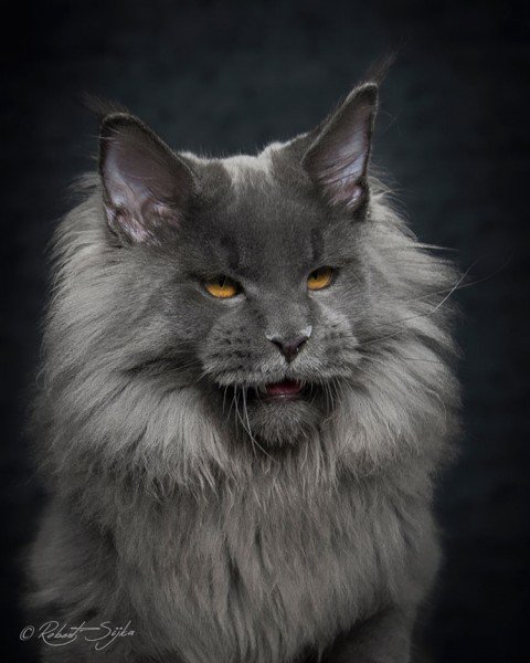 14 Incredible Portraits Of Maine Coon Cats You Need To See