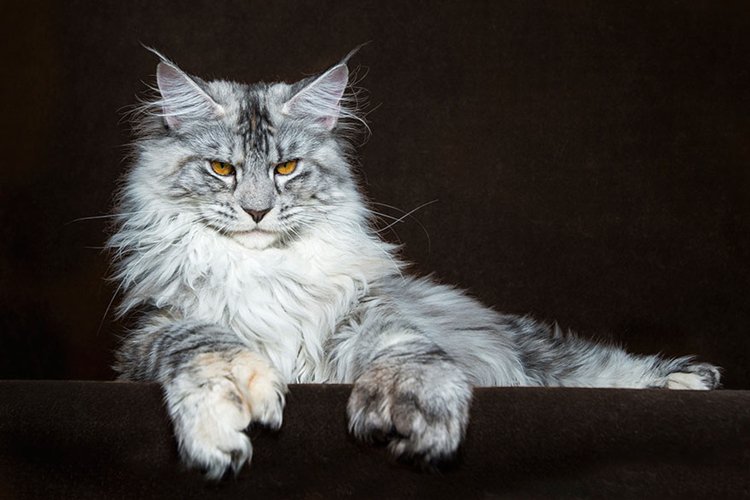 grey and white maine coon