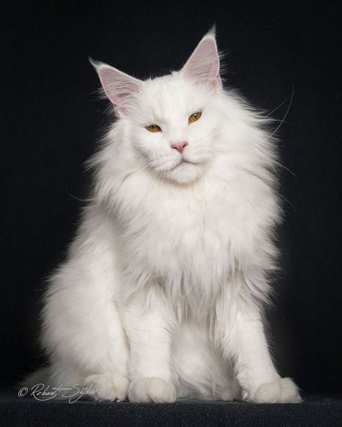 14 Incredible Portraits Of Maine Coon Cats You Need To See