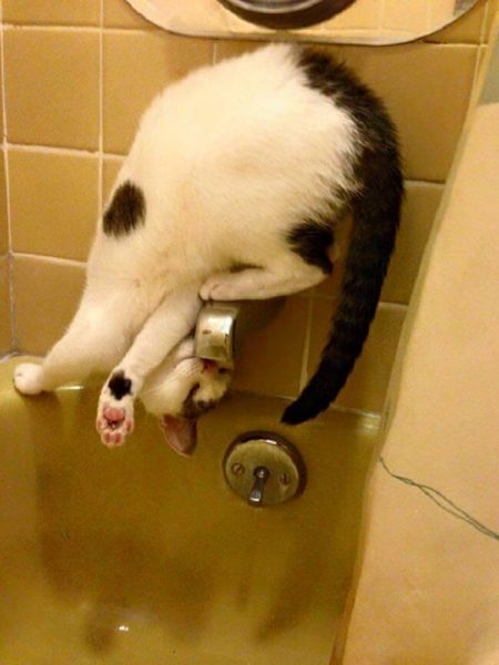 39 Hilarious Examples Of Cat Logic That Will Make You Shake Your Head