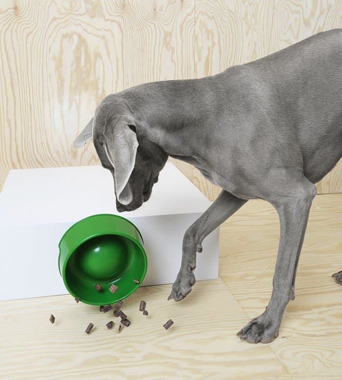 IKEA Pet Furniture Collection dog bowl fallen over
