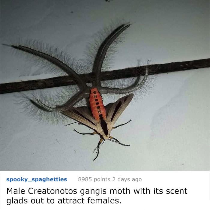 Explain Mysterious Things gangis moth