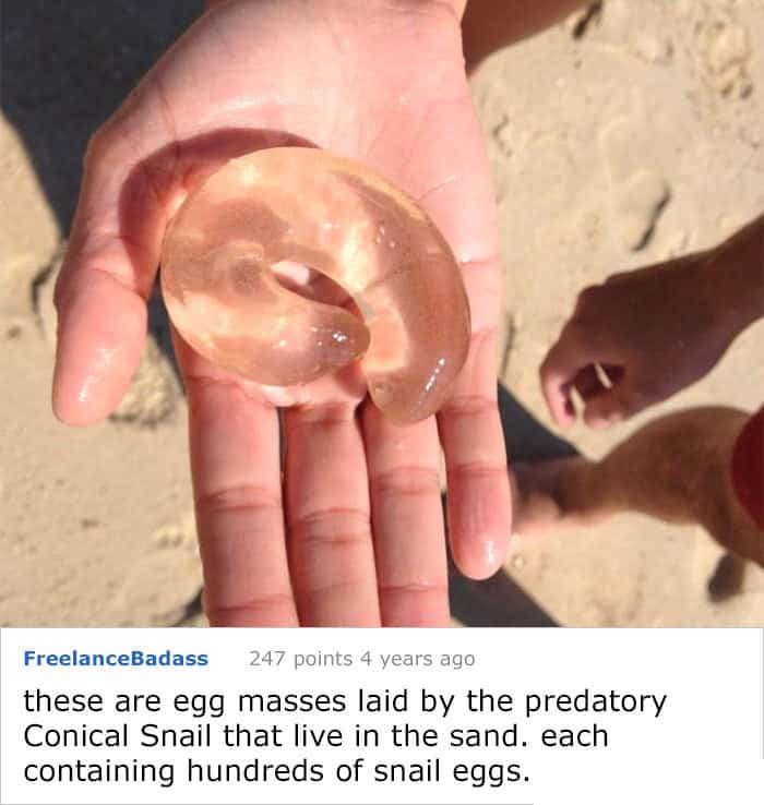 Explain Mysterious Things snail eggs