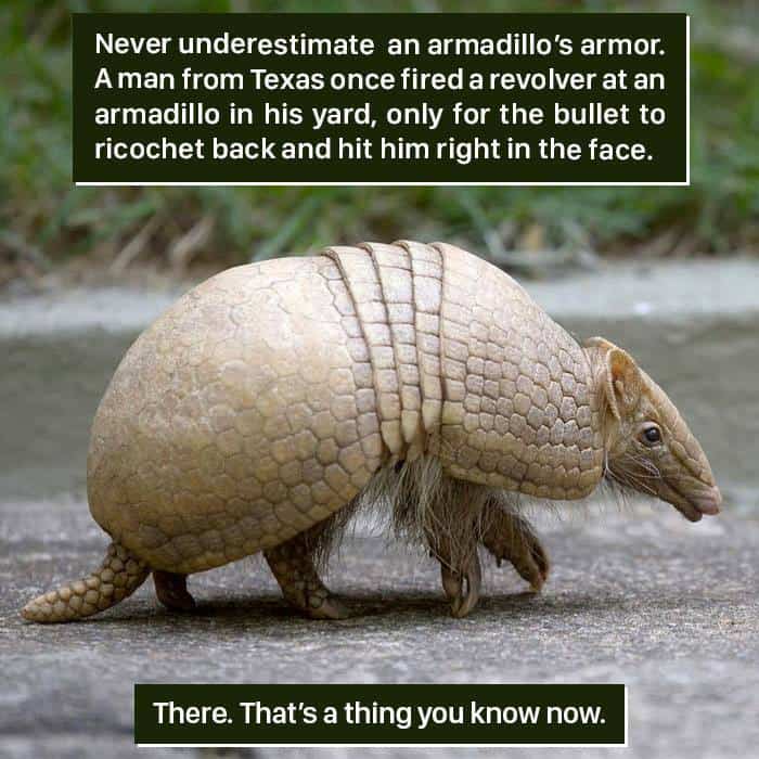 weird animal facts
