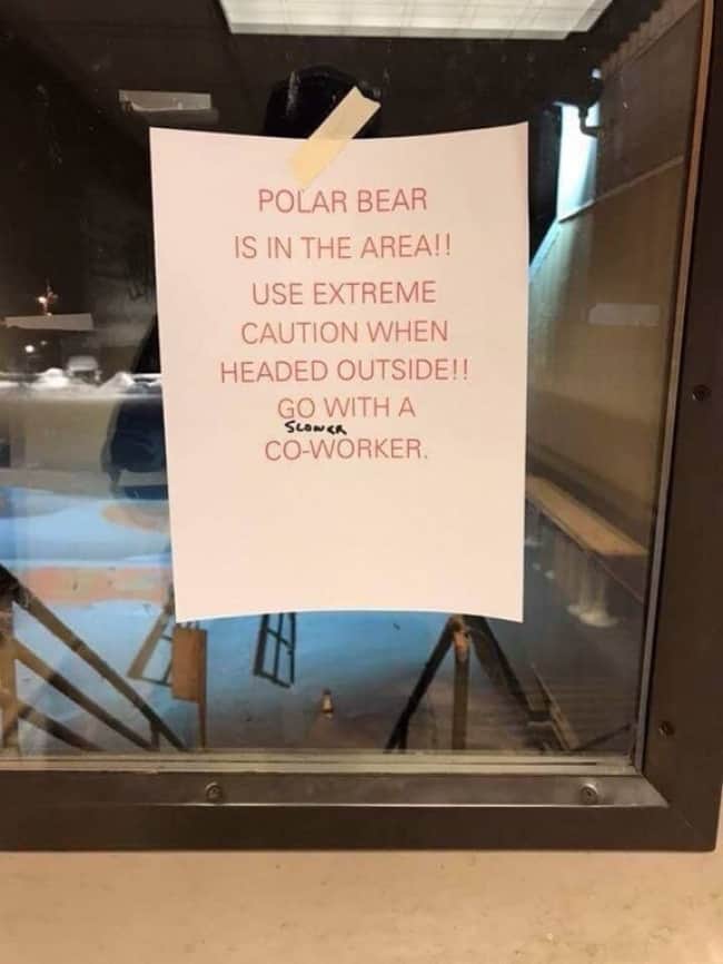 Funny Office Employees polar bear warning