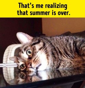 Funny Animal Photos Showing How Much They Are Just Like Us