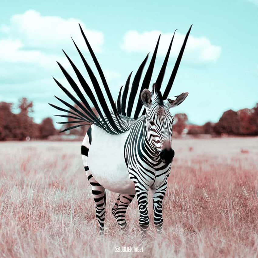 zebra-stripes-wings-marvelous-animal-photos