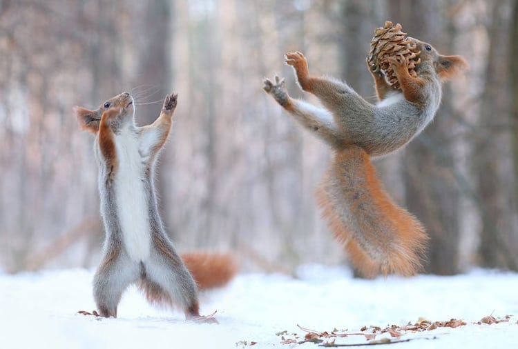squirrels-playing ball-pinecone-impressive-photos