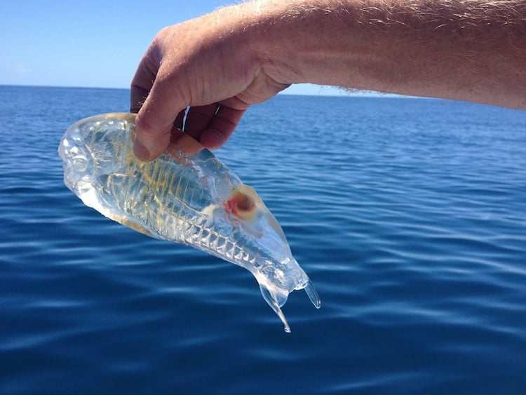 transparent-fish-astonishing-photos