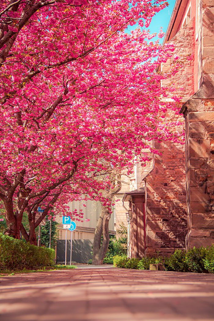 Cheap Cherry Blossom Trees Are For Sale And They Look Beautiful