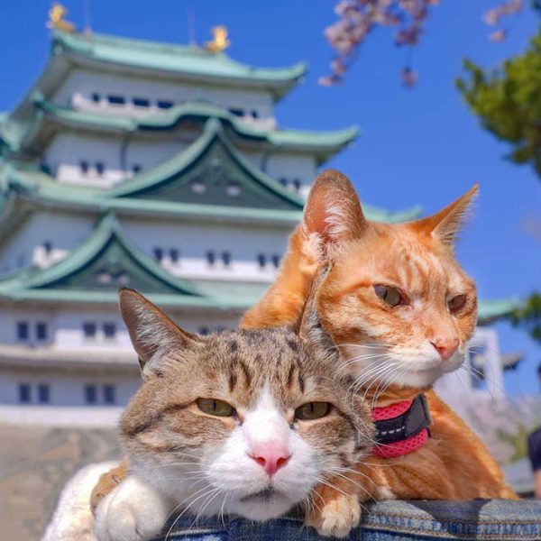 Adorable Cat Duo Go On An Adventure All Around Japan With Their Human