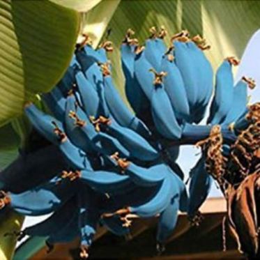 are blue java bananas native to southeast asia