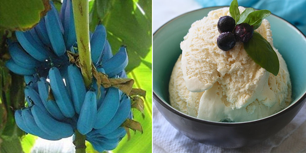 Apparently Everyone Is Planting Blue Java Bananas Because They Taste Like  Ice Cream