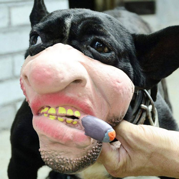 dog muzzle for humans