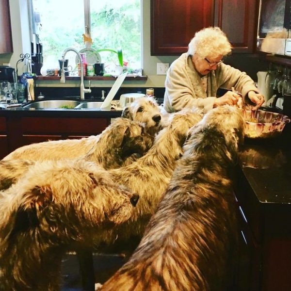 People Are Sharing Funny Photos Of How Big Their Irish Wolfhounds Are