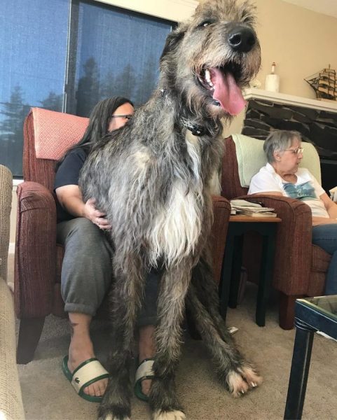 People Are Sharing Funny Photos Of How Big Their Irish Wolfhounds Are