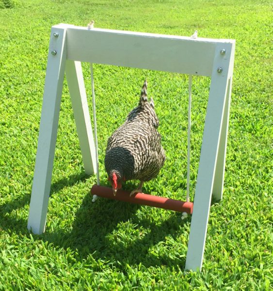 You Can Now Get Your Chickens A Full On Playground For Them To Enjoy This Summer 